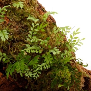 Asplenium holophlebium[ ץ˥ࡦۥեӥ ] PN250609-09 
