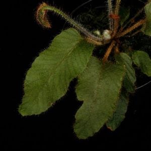 Elaphoglossum sp. 