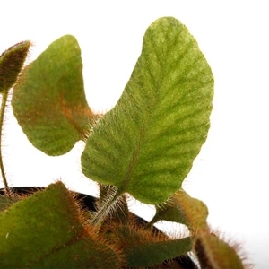 Elaphoglossum sp. 