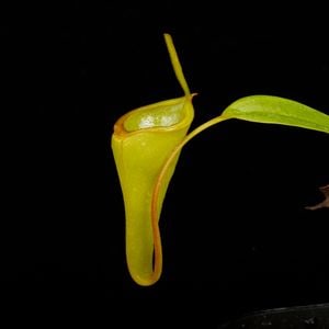 Nepenthes inermis / Gunung Gadut[ ͥڥƥͥߥ ] PN250722-02 