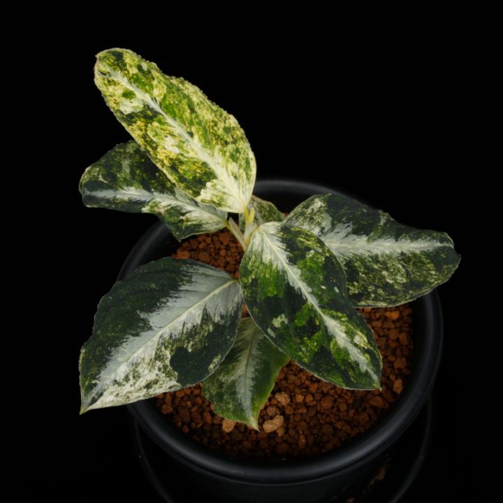 アグラオネマ ピクタム Tigalingga GT便Aglaonema アグラオネマ ピクタム Tigalingga GT便 Aglaonema - メルカリ