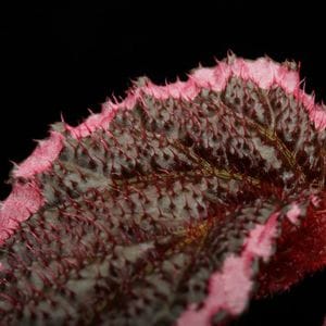 Begonia fulvovillosa [ �٥��˥����ե�ܥӥ����� ]���� PN251213-01 ��