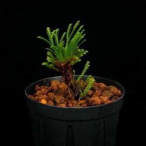 Selaginella pulvinata[ 饸ͥ顦ץӥʡ ] PN250626-03 