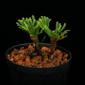 Selaginella pulvinata[ 饸ͥ顦ץӥʡ ] PN250626-02 
