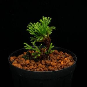 Selaginella pulvinata[ 饸ͥ顦ץӥʡ ] PN250626-01 