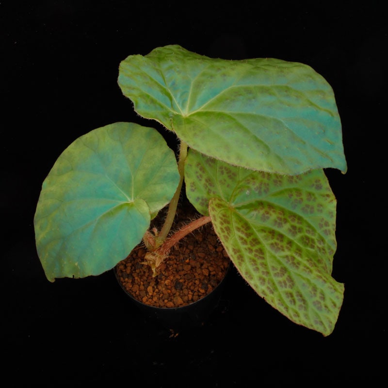 専用❣️希少　Begonia rockii 原種ベゴニア　ロッキー　増殖株 Begonia rockii [ ベゴニア・ロッキー ] 1ポット | 植物 (熱帯林床植物