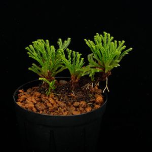 Selaginella pulvinata[ 饸ͥ顦ץӥʡ ] PN250626-04 