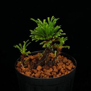 Selaginella pulvinata[ 饸ͥ顦ץӥʡ ] PN250626-05 