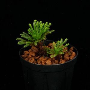 Selaginella pulvinata[ 饸ͥ顦ץӥʡ ] PN250626-06 