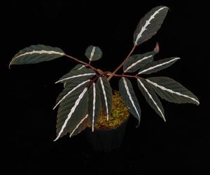 Leea amabilis[ ꡼ޥӥꥹ ]  PN250626-07 