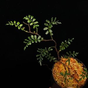 Lomagramma sp.