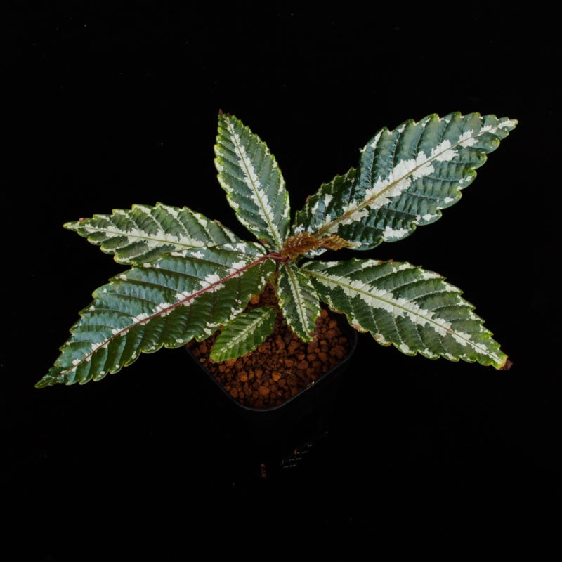 Leea sp. 