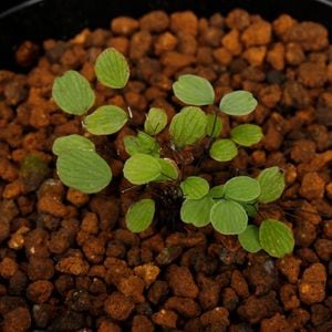 Adiantum mariesii[ 󥿥ࡦޥꥨ ]1ݥå