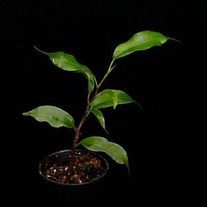 Ficus benjamina ' Dutch Treat ' [ ե٥󥸥ߥ