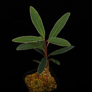 Labisia sp. 
