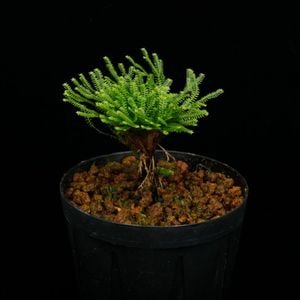 Selaginella pulvinata��[ ���饸�ͥ顦�ץ�ӥʡ��� ]���� PN251008-01 ��