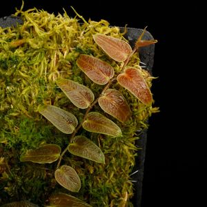 Pothos barberianus��[ �ݥȥ����С��٥ꥢ�ʥ� ]���� PN250822-02 ��