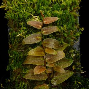 Pothos barberianus��[ �ݥȥ����С��٥ꥢ�ʥ� ]���� PN250822-03 ��