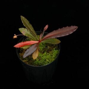 Sauvagesia cf. serrata [ �����Х����� cf. ���顼�� ]���� PN250822-05 ��
