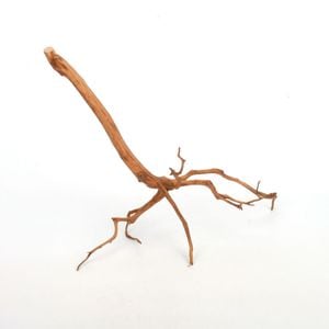 44  杉の流木 44 杉の流木