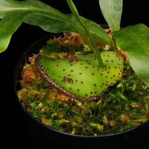 Lecanopteris mirabilis[ 쥫Υץƥꥹߥӥꥹ ] PN250905-02 