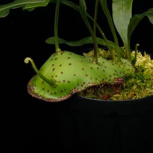 Lecanopteris mirabilis��[ �쥫�Υץƥꥹ���ߥ�ӥꥹ ]���� PN250905-02 ��