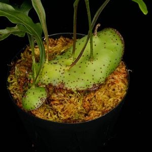 Lecanopteris mirabilis[ 쥫Υץƥꥹߥӥꥹ ] PN250905-03 