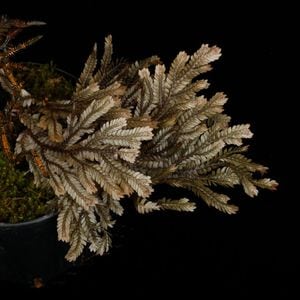 Selaginella sp. ' Davao, Mindanao '��[ ���饸�ͥ� sp. ' �ߥ���ʥ�����Х��� ' ]���� PN250906-12 ��