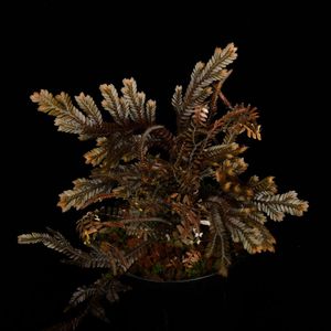 Selaginella sp. ' Davao, Mindanao '��[ ���饸�ͥ� sp. ' �ߥ���ʥ�����Х��� ' ]���� PN250906-12 ��