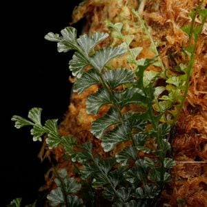 Lindsaea oblanceolata[ ɥ֥󥱥顼 ] PN250905-14 