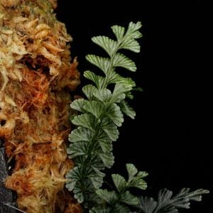 Lindsaea oblanceolata��[ ���ɥ����������֥�󥱥��顼�� ]���� PN250905-15 ��