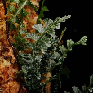 Lindsaea oblanceolata��[ ���ɥ����������֥�󥱥��顼�� ]���� PN250905-16 ��
