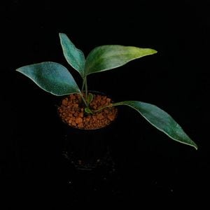 Microsorum siamensis[ ߥࡦ󥷥 ] PN250905-11 