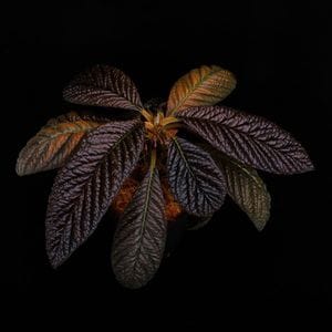 Labisia sp. 