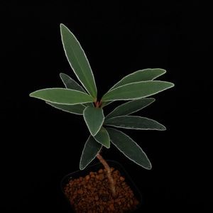Labisia sp. 