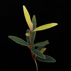 Labisia sp. 