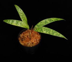 Pinanga cf. sarawakensis[ ԥʥ cf. 說󥷥 ] PN250905-21 