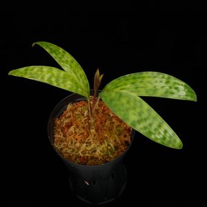 Pinanga cf. sarawakensis[ ԥʥ cf. 說󥷥 ] PN250905-22 