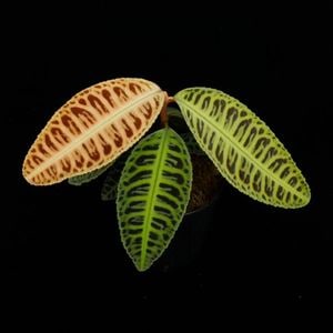 Emblemantha urnulata 
