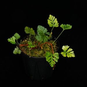 Humata pusilla / KSB [ եޥץ 