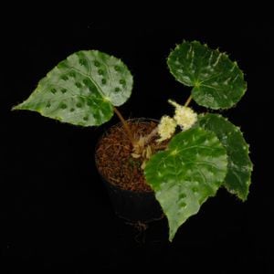 Begonia ferox var. 