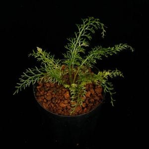 Asplenium dichotomum 