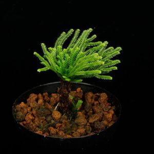 Selaginella pulvinata[ 饸ͥ顦ץӥʡ ] PN251008-02 