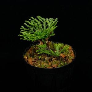 Selaginella pulvinata��[ ���饸�ͥ顦�ץ�ӥʡ��� ]���� PN251008-03 ��