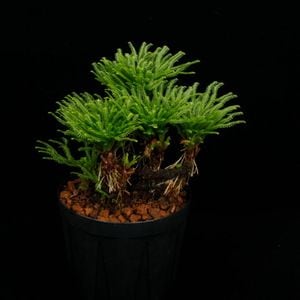 Selaginella pulvinata[ 饸ͥ顦ץӥʡ ] PN251008-05 