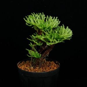 Selaginella pulvinata[ 饸ͥ顦ץӥʡ ] PN251008-06 