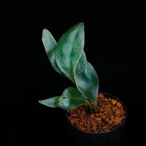 Microsorum siamensis[ ߥࡦ󥷥 ] PN251110-04 