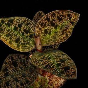 Macodes petola " BLACK " [ �ޥ��ǥ����ڥȥ� " �֥�å� " ]�� PN260224-02 ��