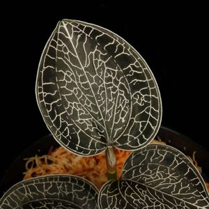 Anoectochilus sikkimensis [ ͥȥ륹å󥷥 ] PN251008-15 