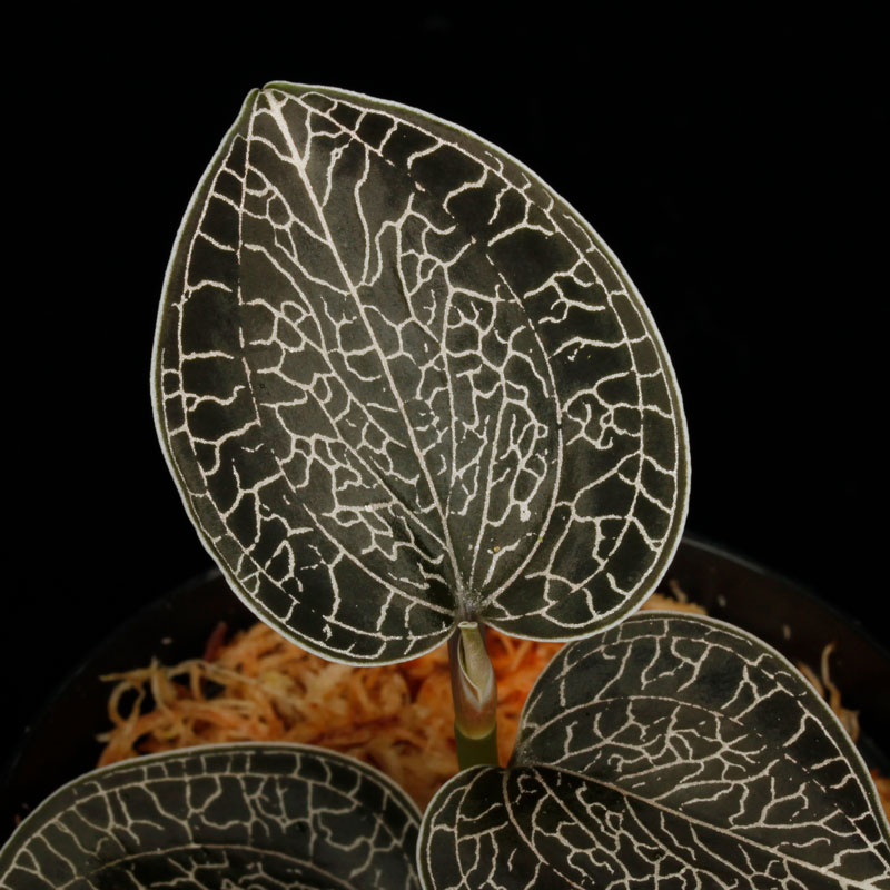 Anoectochilus sikkimensis [ アネクトキルス・シッキメンシス